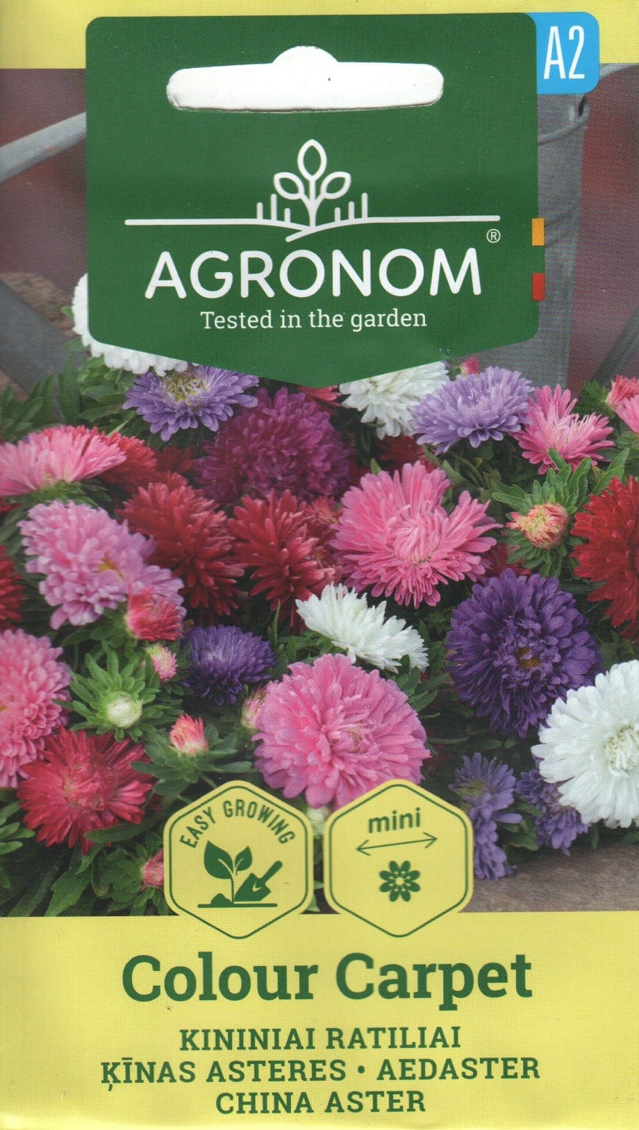 Aster "Colour Carpet"