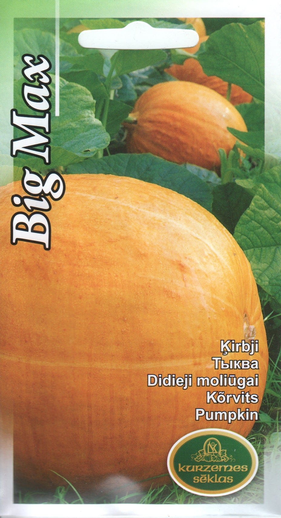 Kõrvits "Big Max"