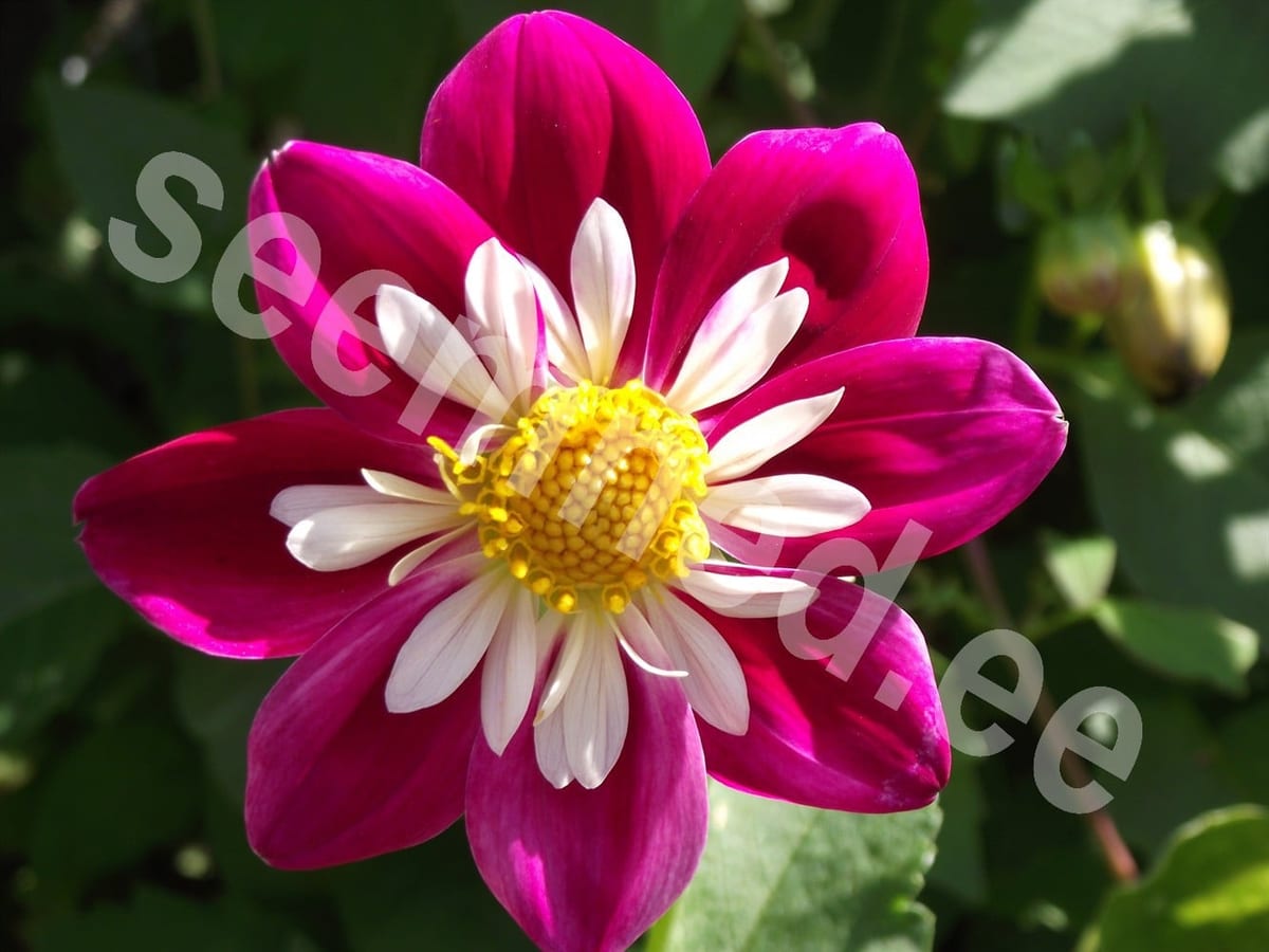 Aed-daalia "Collarette Dandy"