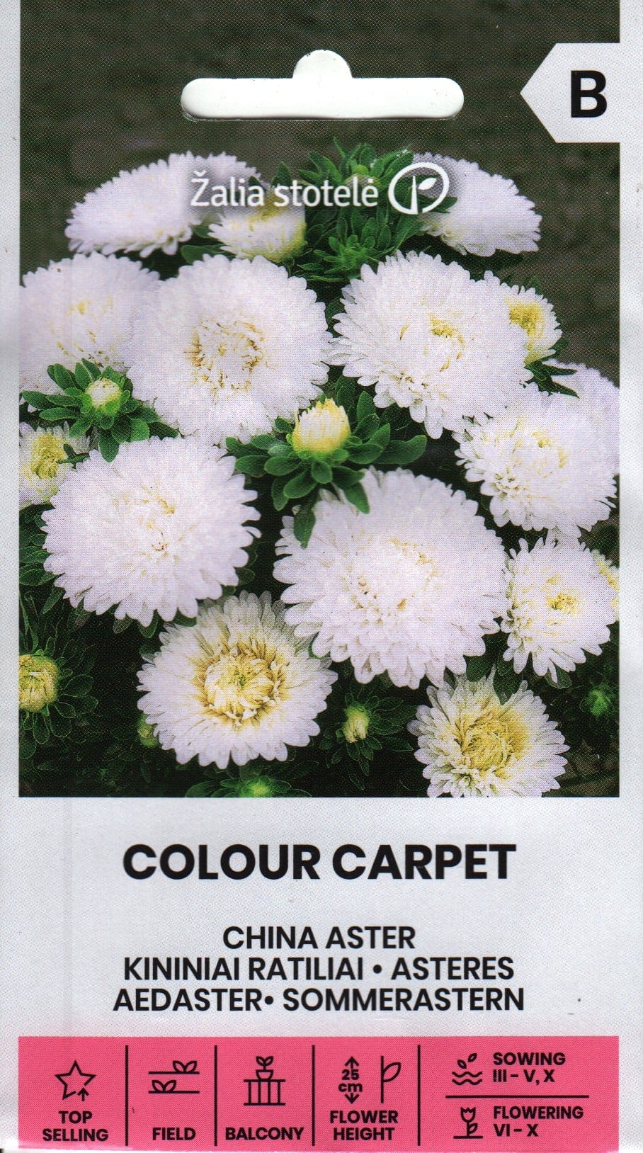 Aster "Colour Carpet White"