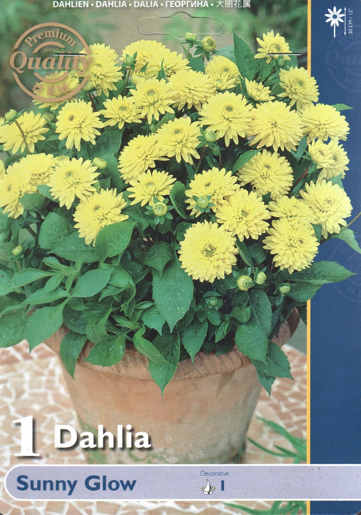 Dekoratiivdaalia "Sunny Glow"