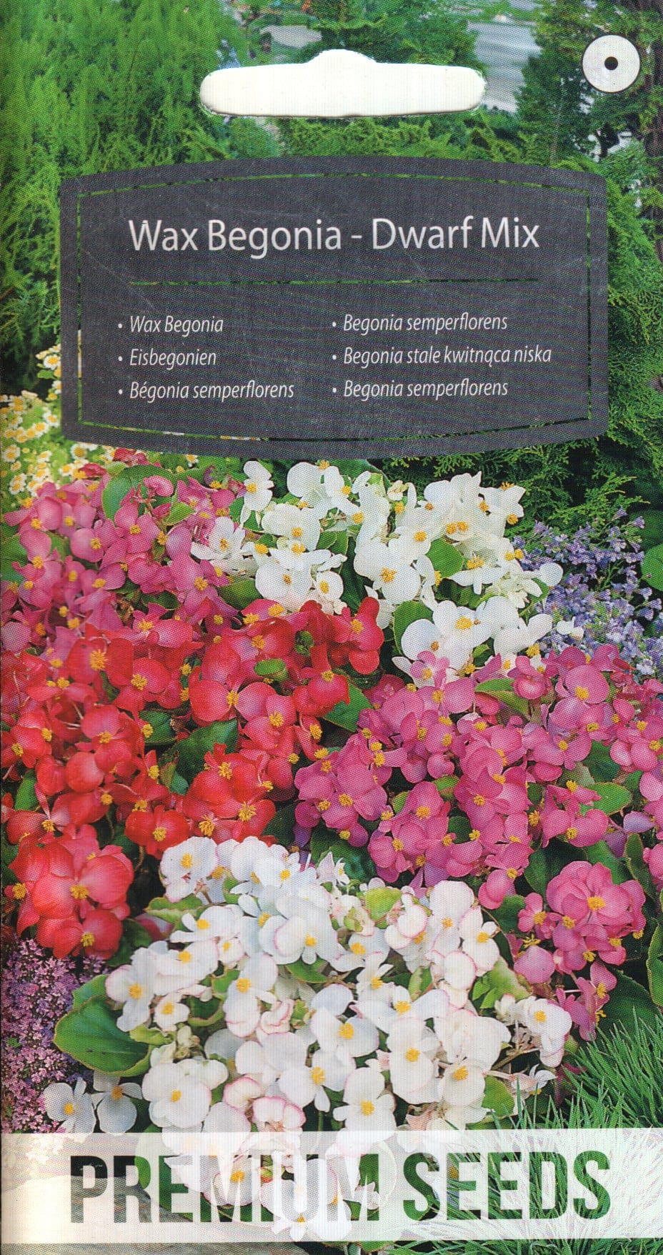 Alatiõitsev begoonia "Dwarf Mix"