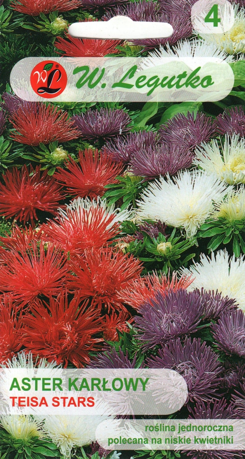Aster "Teisa Stars"
