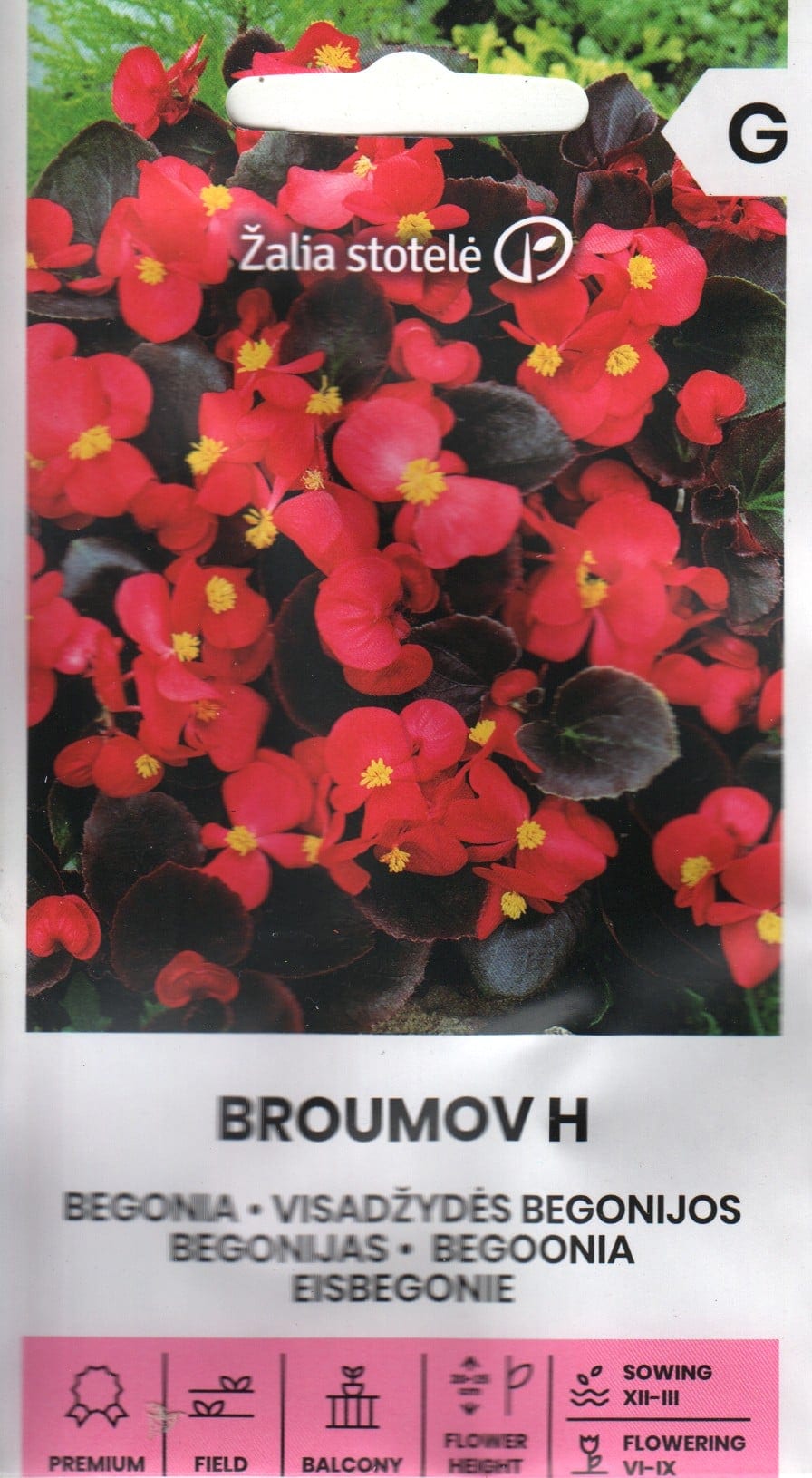 Alatiõitsev begoonia "Broumov" F1