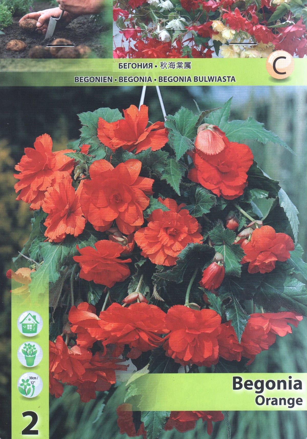 Ripp-mugulbegoonia "Pendula Orange"