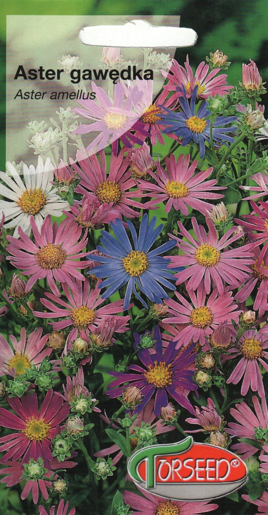 Amellaster lavendel-lilla "Rudolf Goethe"