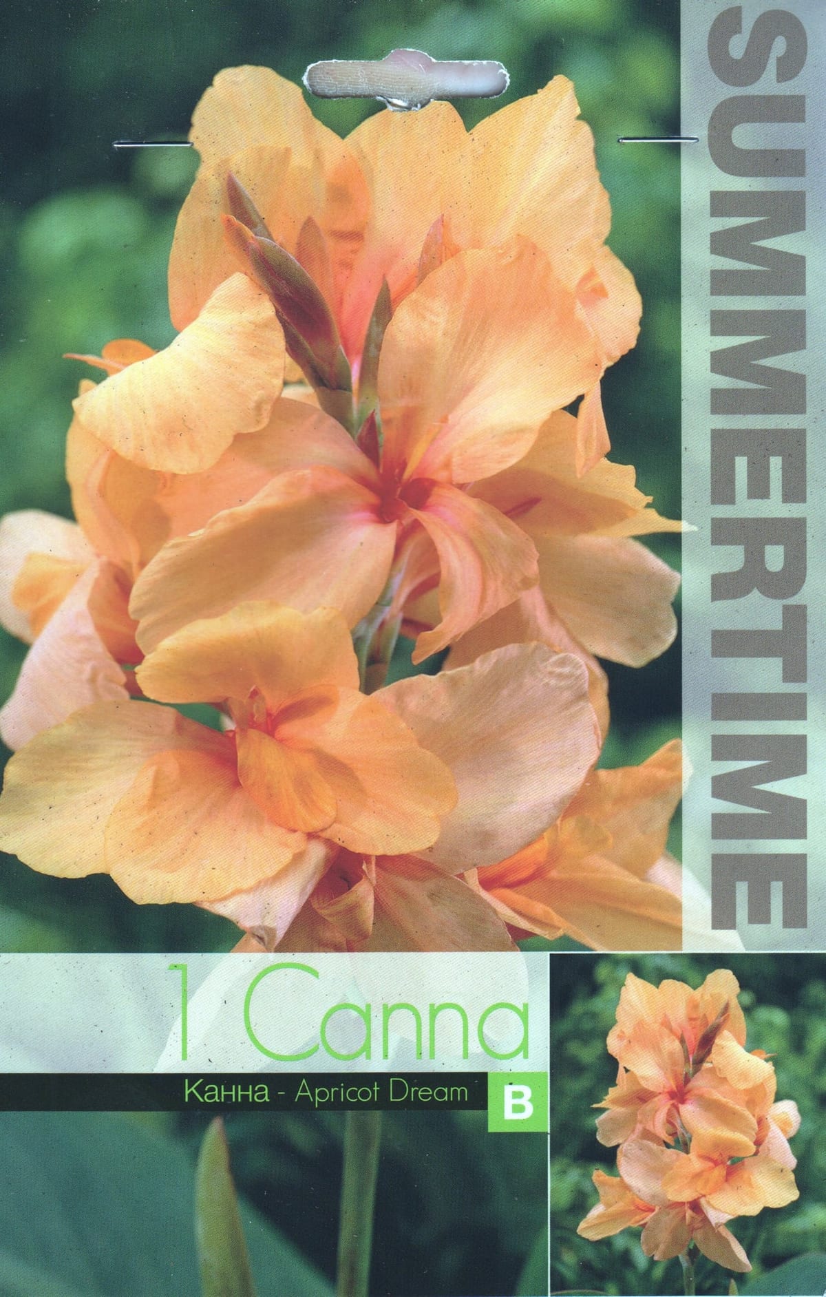 Kanna "Apricot Dream"