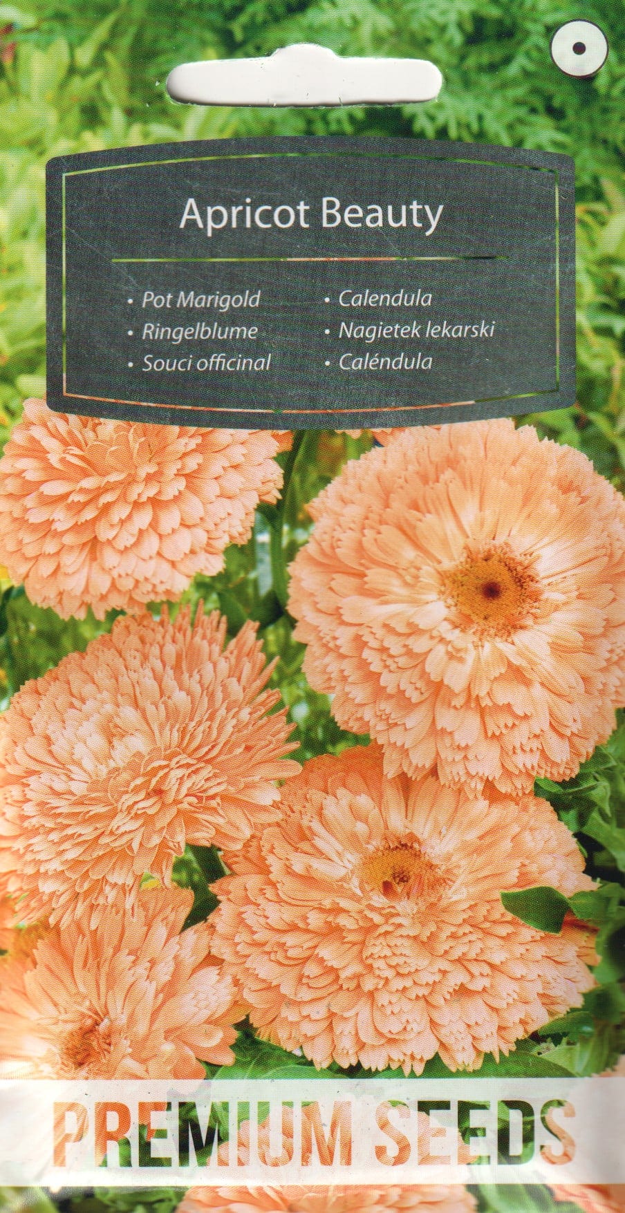Saialill "Apricot Beauty"