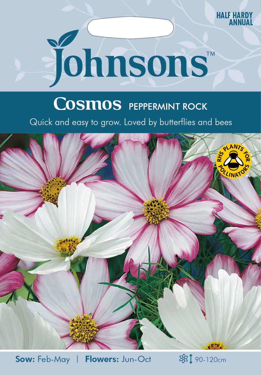 Kosmos "Peppermint Rock"