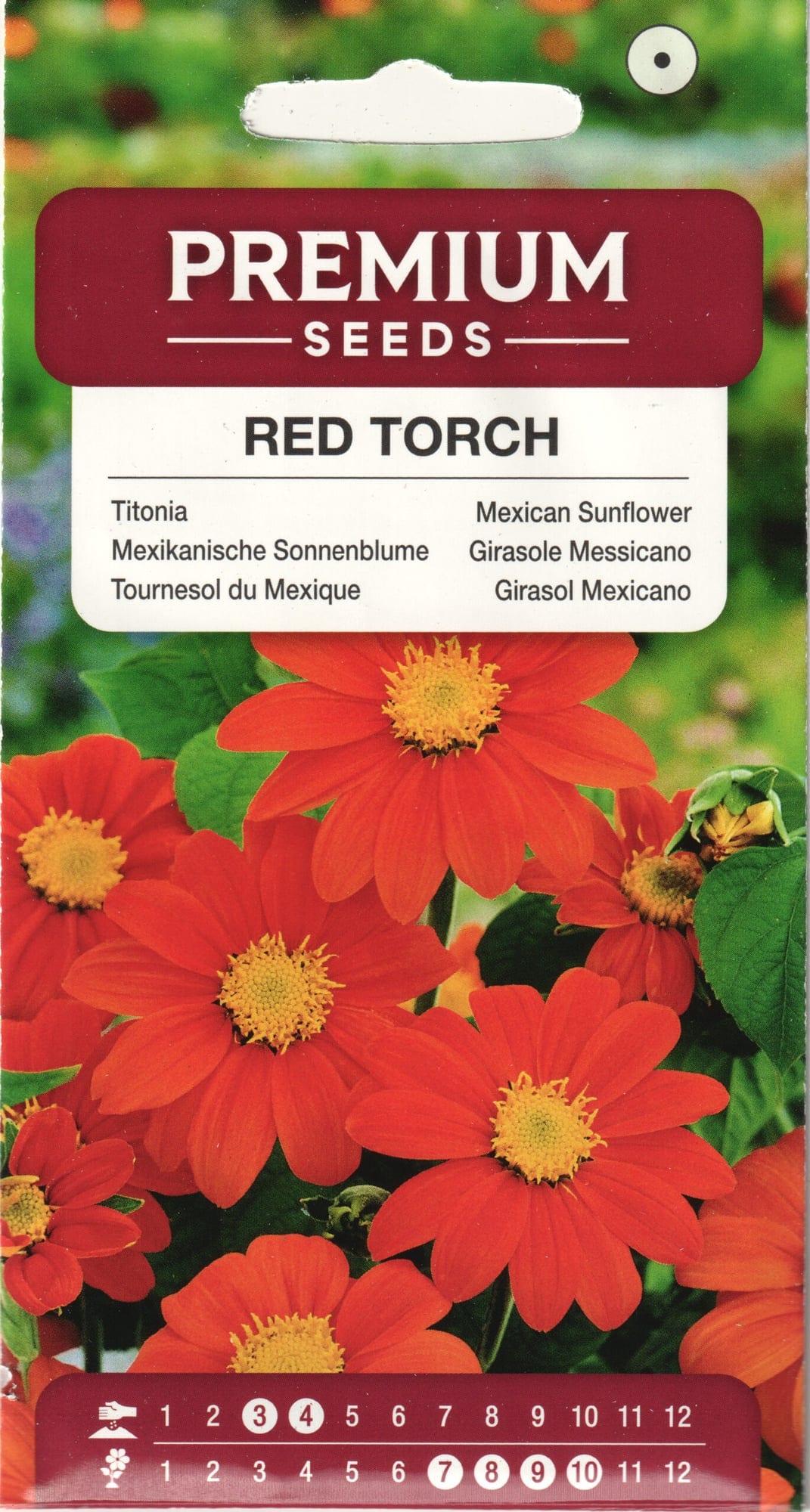 Ümaralehine titoonia "Red Torch"