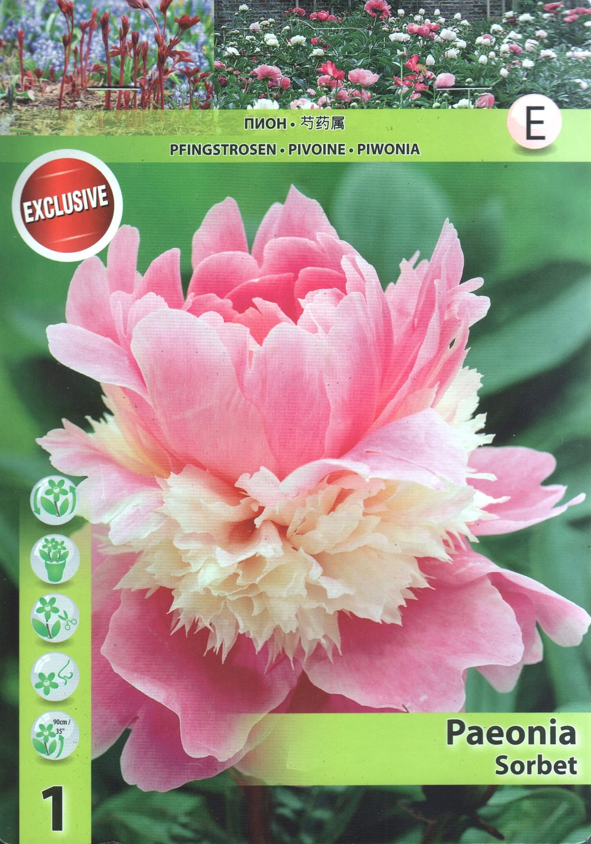 Pojeng "Sorbet"