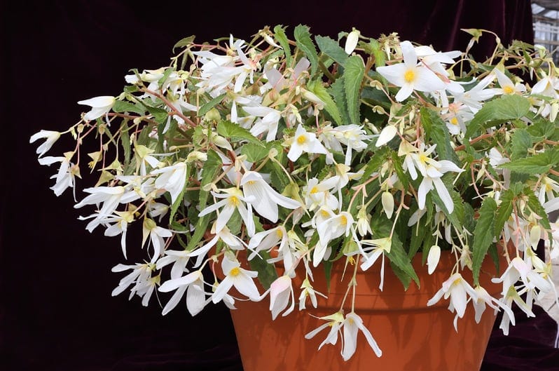 Boliivia begoonia "Copacabana Bila" F1