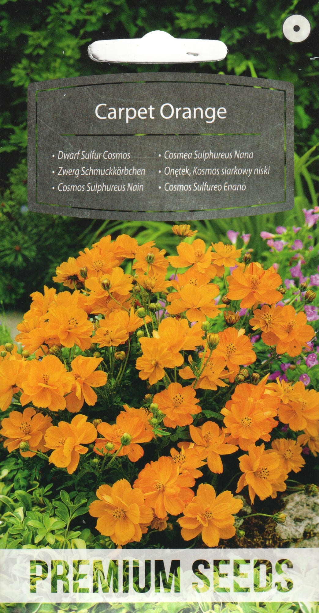 Väävelkollane kosmos "Carpet Orange"