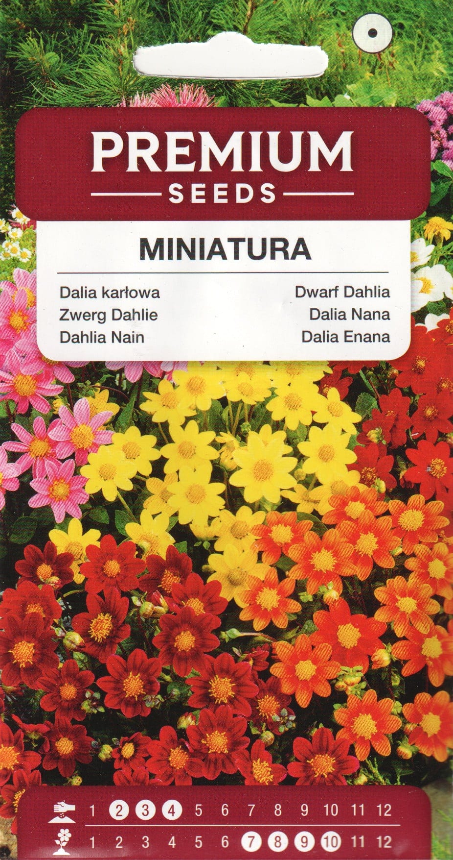 Aed-daalia "Miniatura"