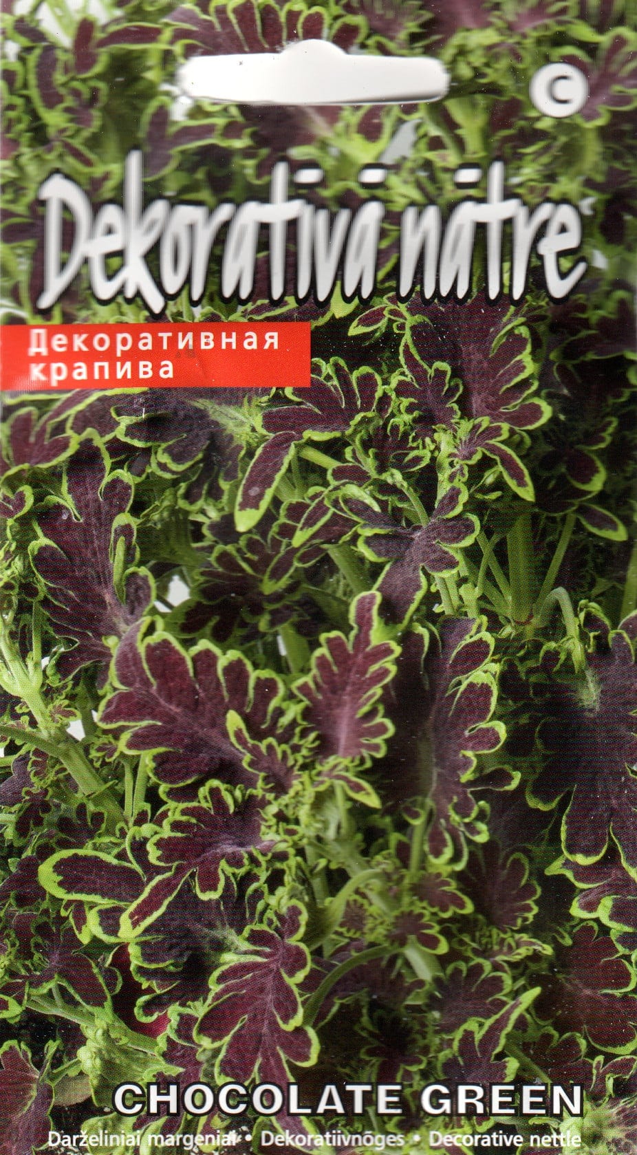 Värd-kirinõges "Chocolate Green"