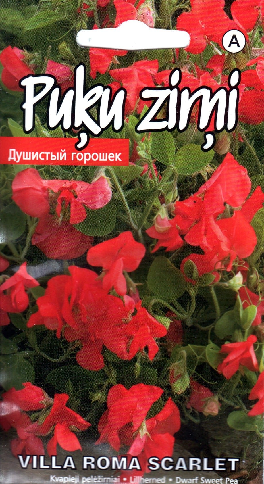 Lõhnav lillhernes "Villa Roma Scarlet"