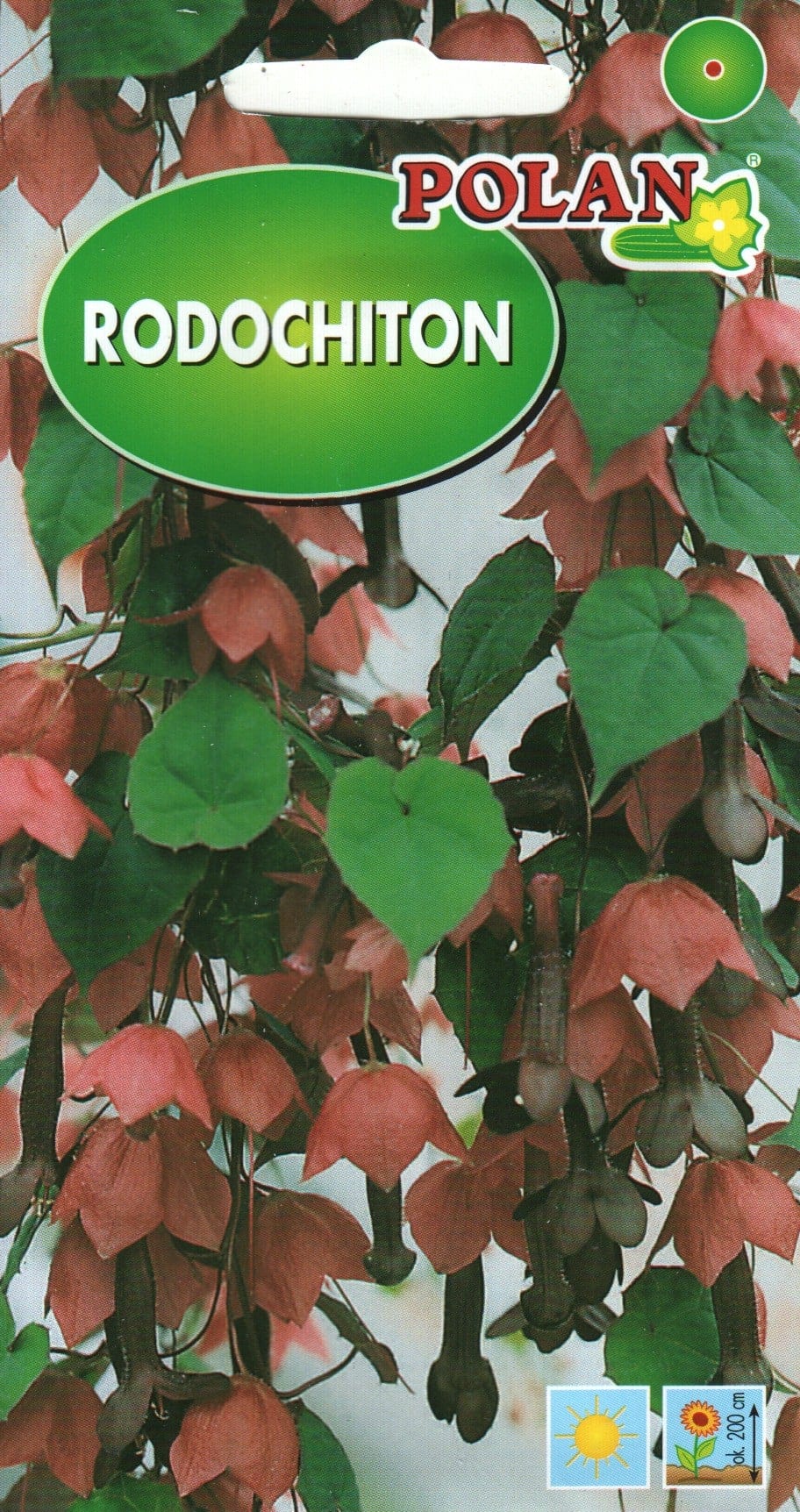 Tume purpurvanik "Purple Bell Vine"