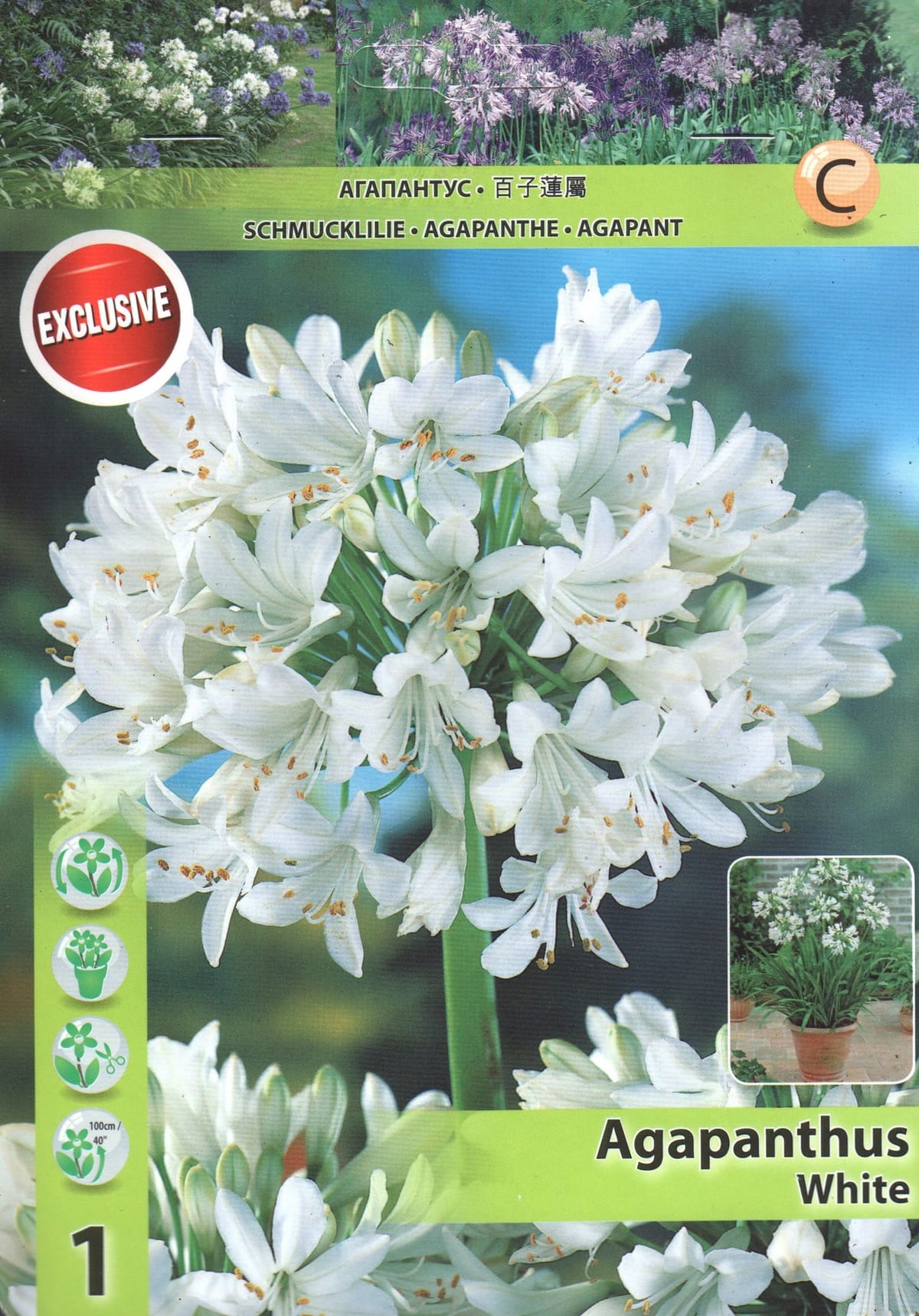 Lembeliilia "White"