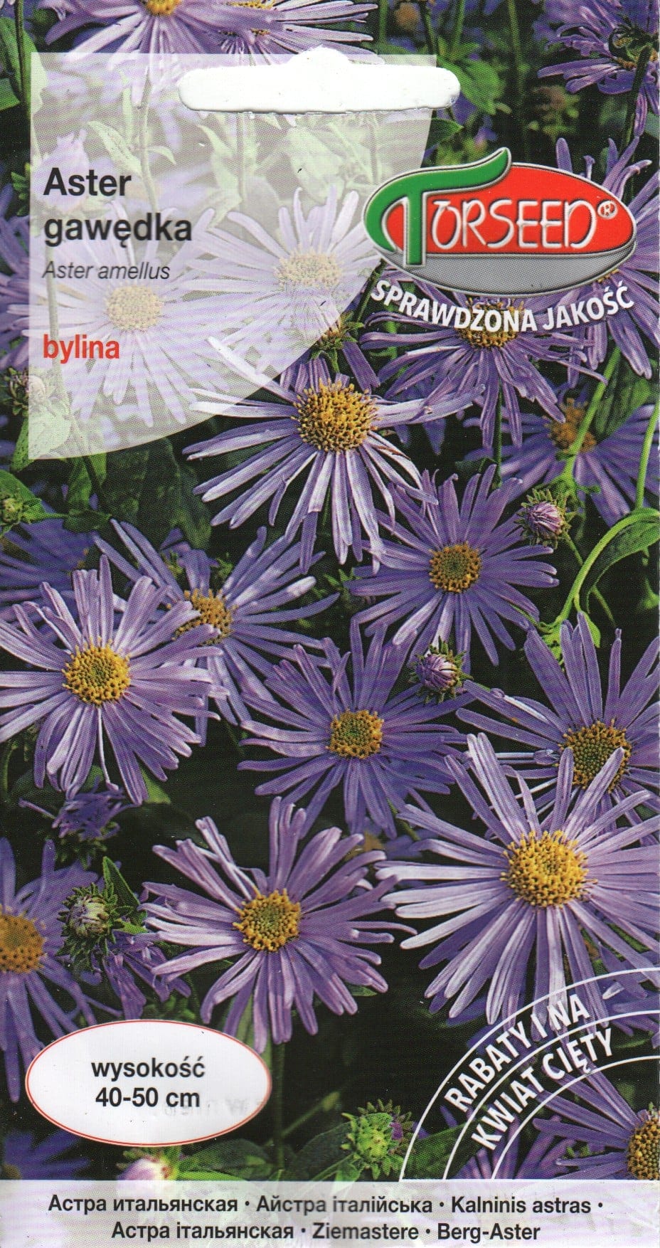 Amellaster lavendel-lilla
