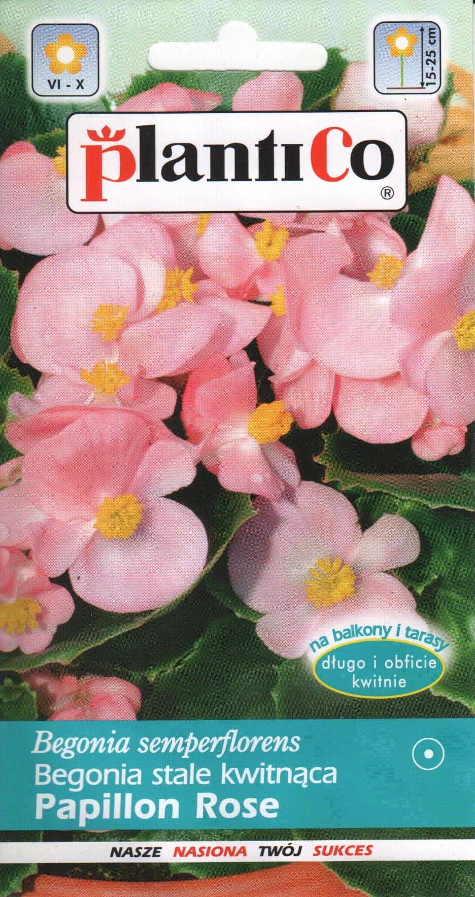 Alatiõitsev begoonia "Papillon Rose"