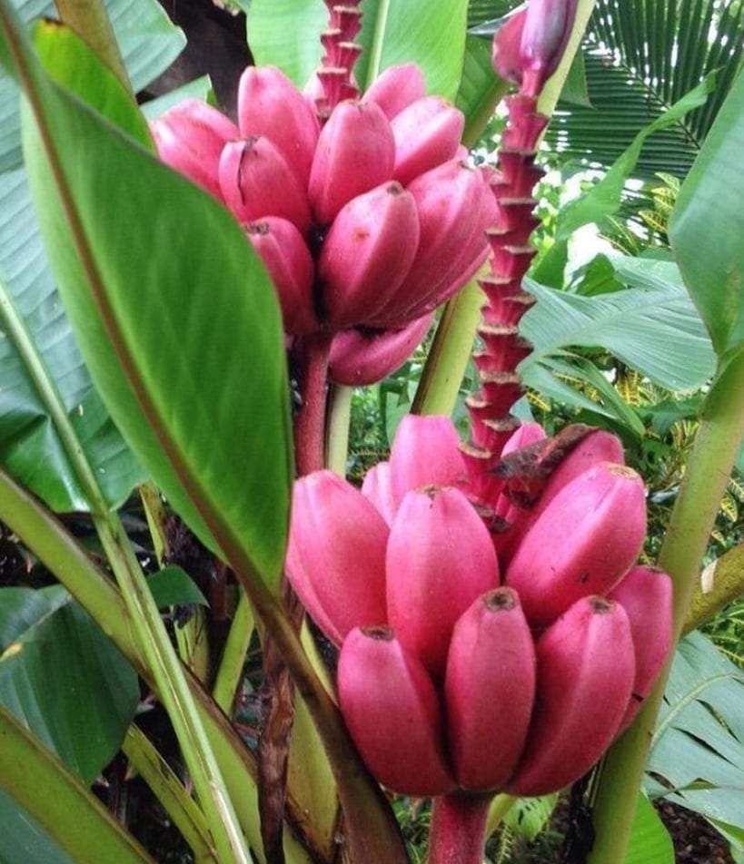 Roosa banaan