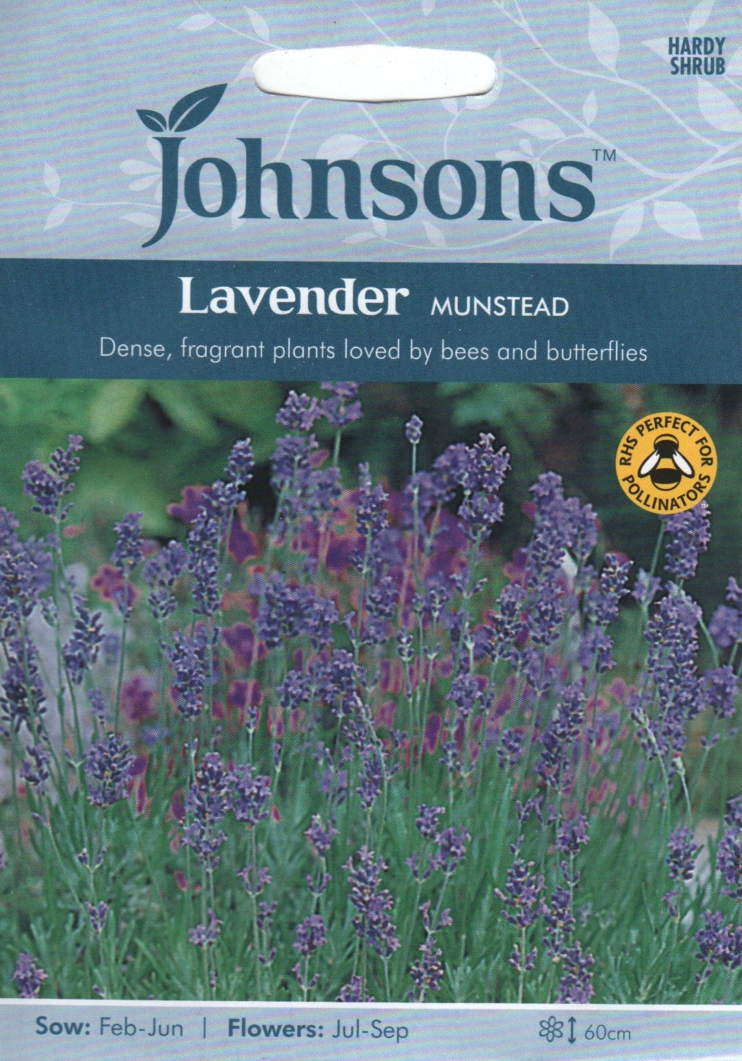 Tähklavendel "Munstead"