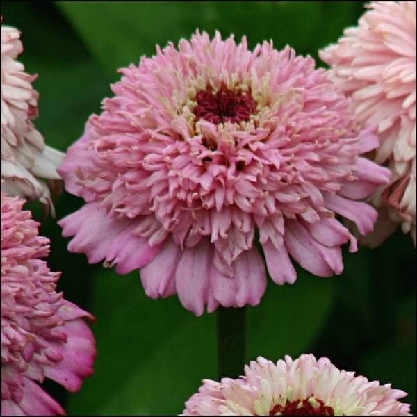 Harilik pruudisõlg "Zinderella Lilac"