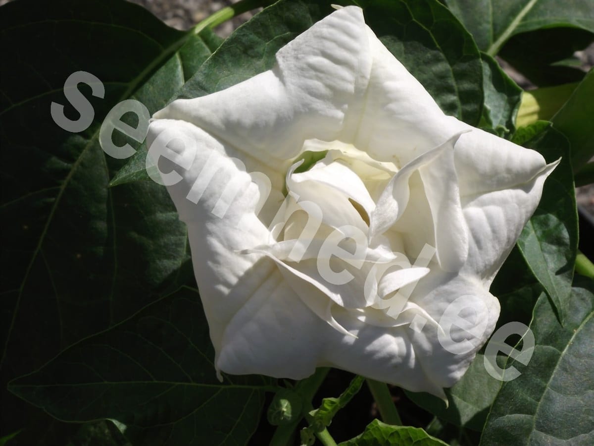 Kuradi ogaõun täidisõieline "Double White"