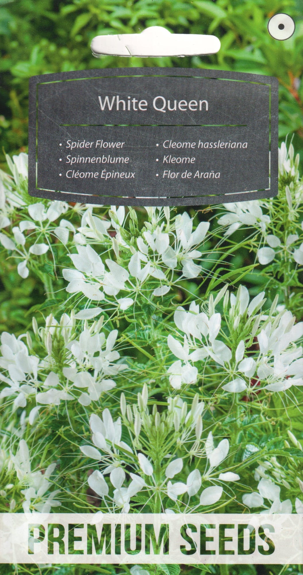 Harilik ämbliklill "White Queen"