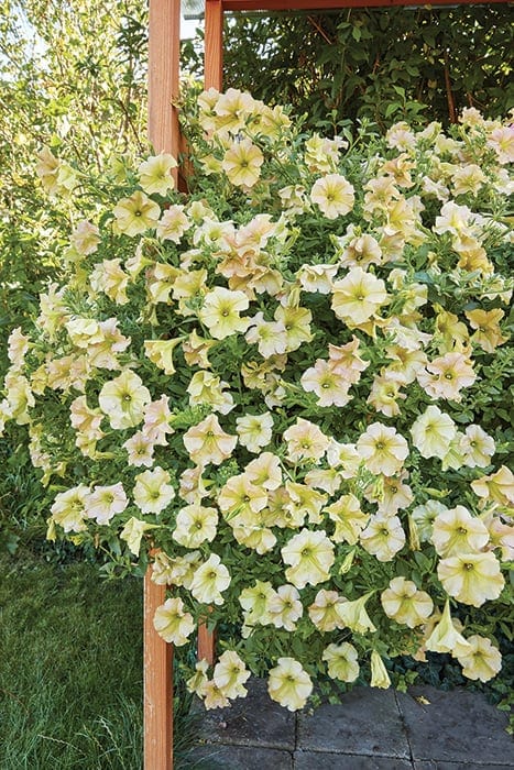 Ripp-petuunia “Diamond Sun Shades” F1